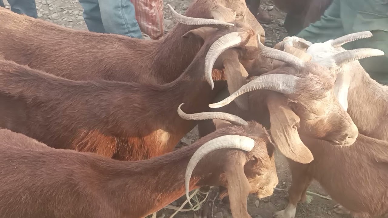 تربيه الماشيه