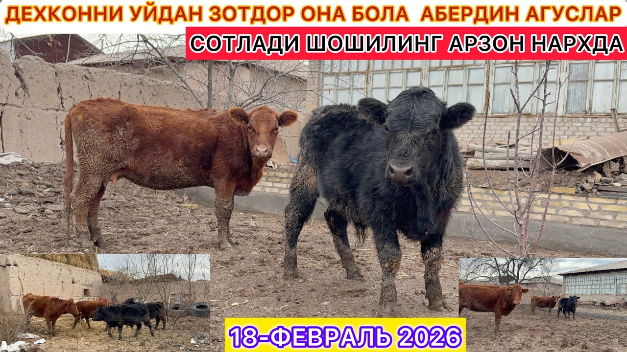 ДЕХКОННИ УЙДАН ЗОТДОР ОНА БОЛА АБЕРДИН АГУСЛАР СОТЛАДИ ШОШИЛИНГ АРЗОН НАРХДА 18-февраль 2026.