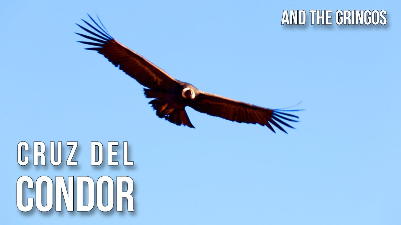 Condors of Colca Canyon | Travelling Beard in Peru