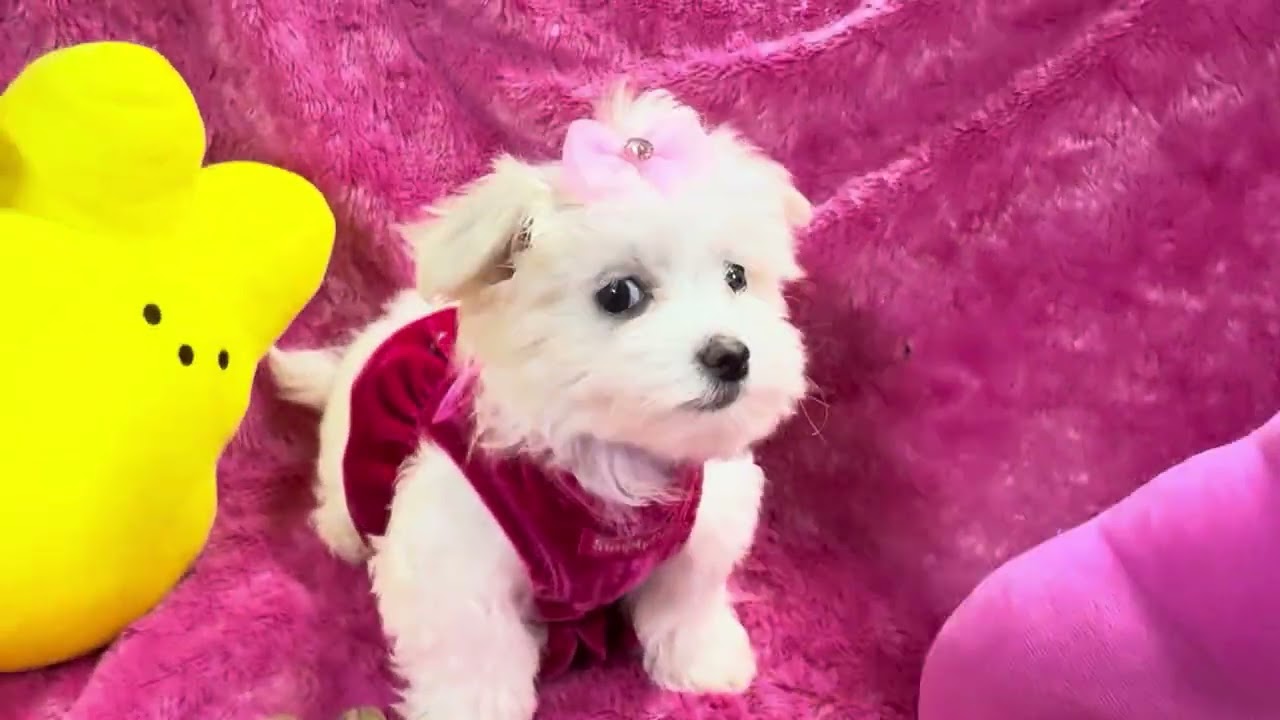 Penelope F Maltese video 2-18-26