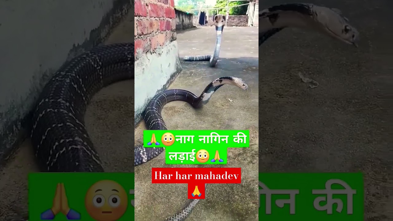 chhed Milan ke Geet #nagin #song #pam_bhakti_sagar #hindisong #snake #bollywood #music #song