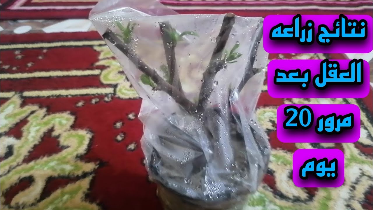 ما سبب موت التطعيم السدر التفاحي بعد مر 20 يوم - نتائج السدر التفاحي العقل بعد مرور 25 يوم