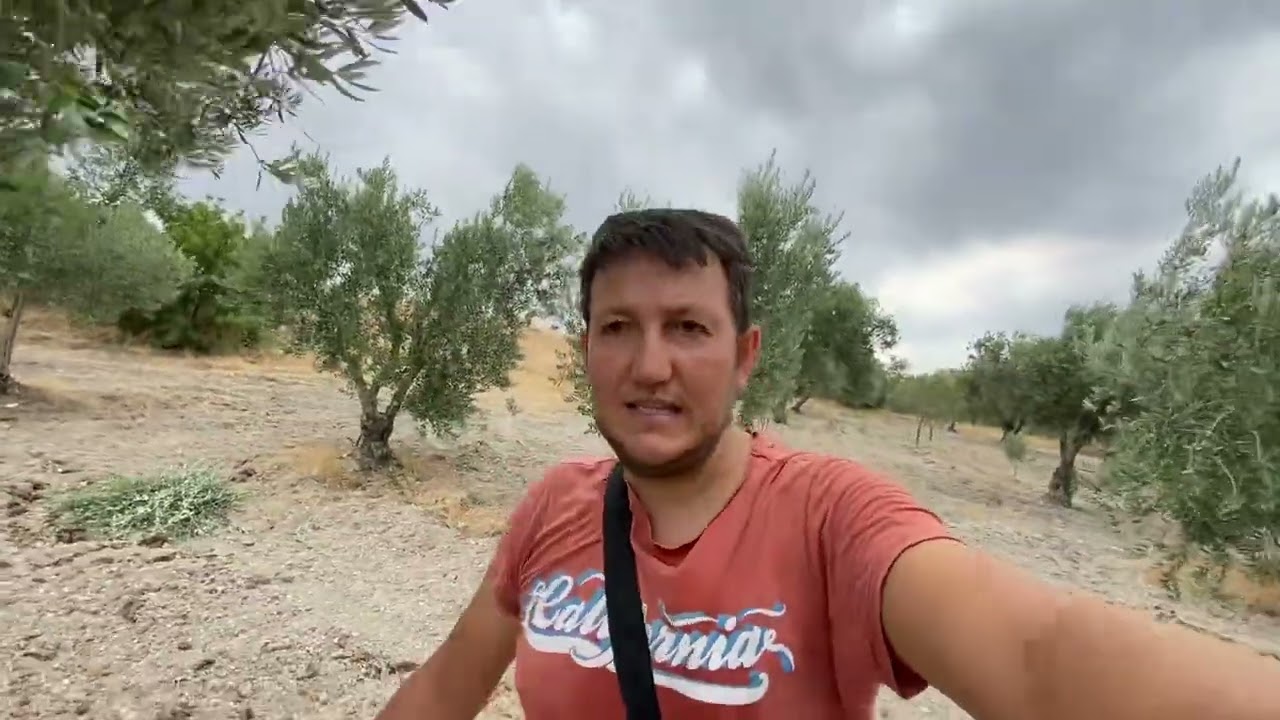 Ocakta Budağımız  Leyleğe Dönmüş Ağacın Şimdi Ağustostaki Hali