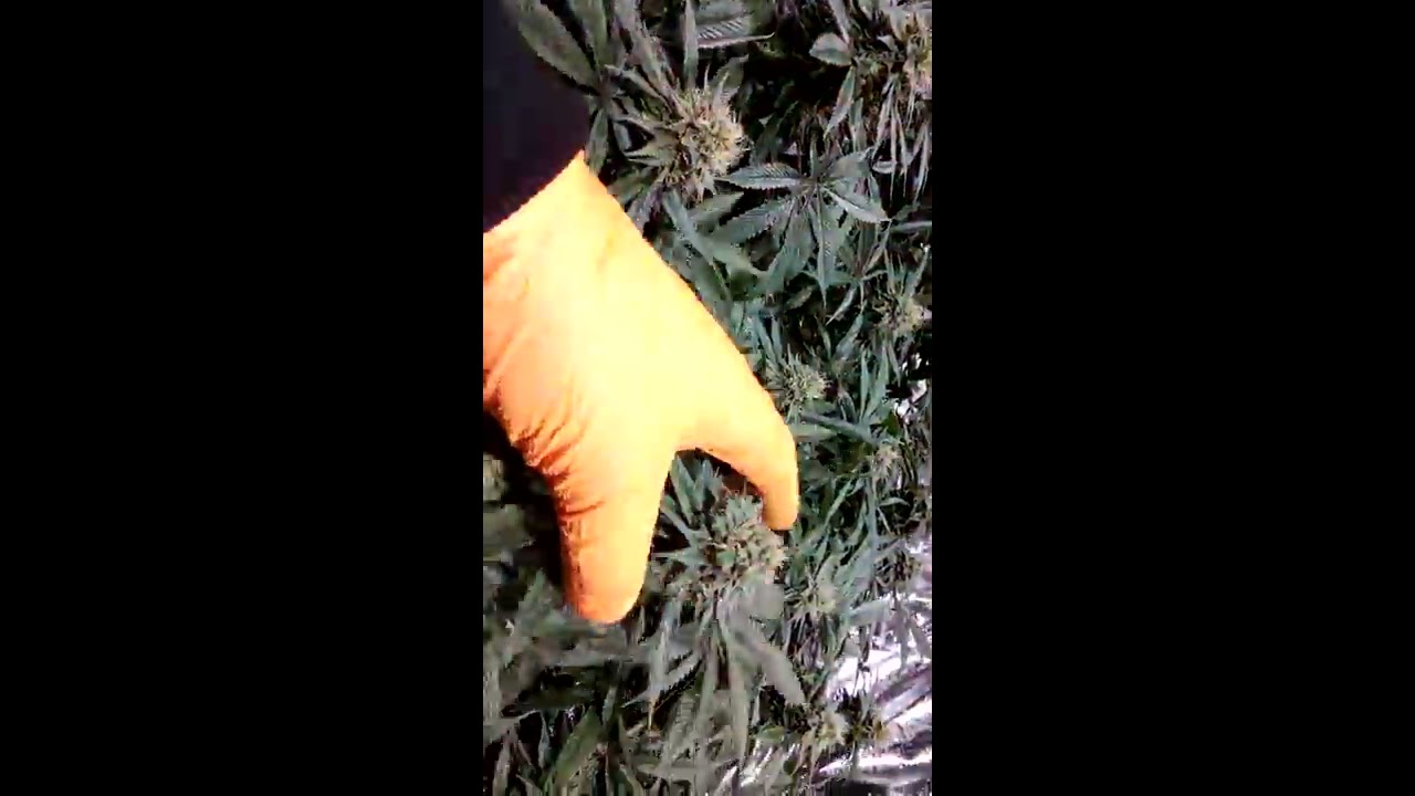 Closet grow diary 600W HPS vs 400W MIGRO LED  Day 48, Week 6