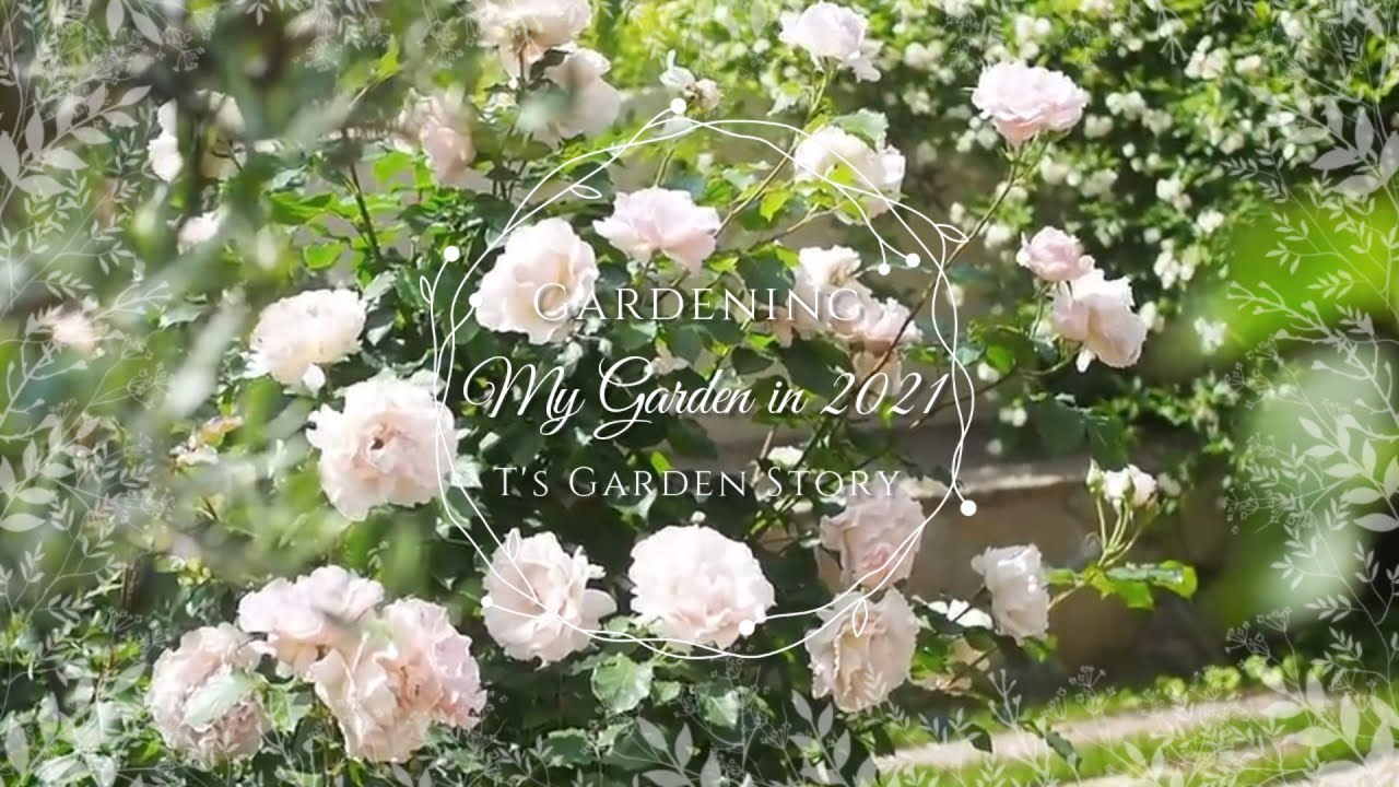 《花いっぱいの四季の庭》一年草と宿根草、カラーリーフをバランスよく植栽し、バラとの競演を楽しむ庭《T's Gardenのガーデニング》