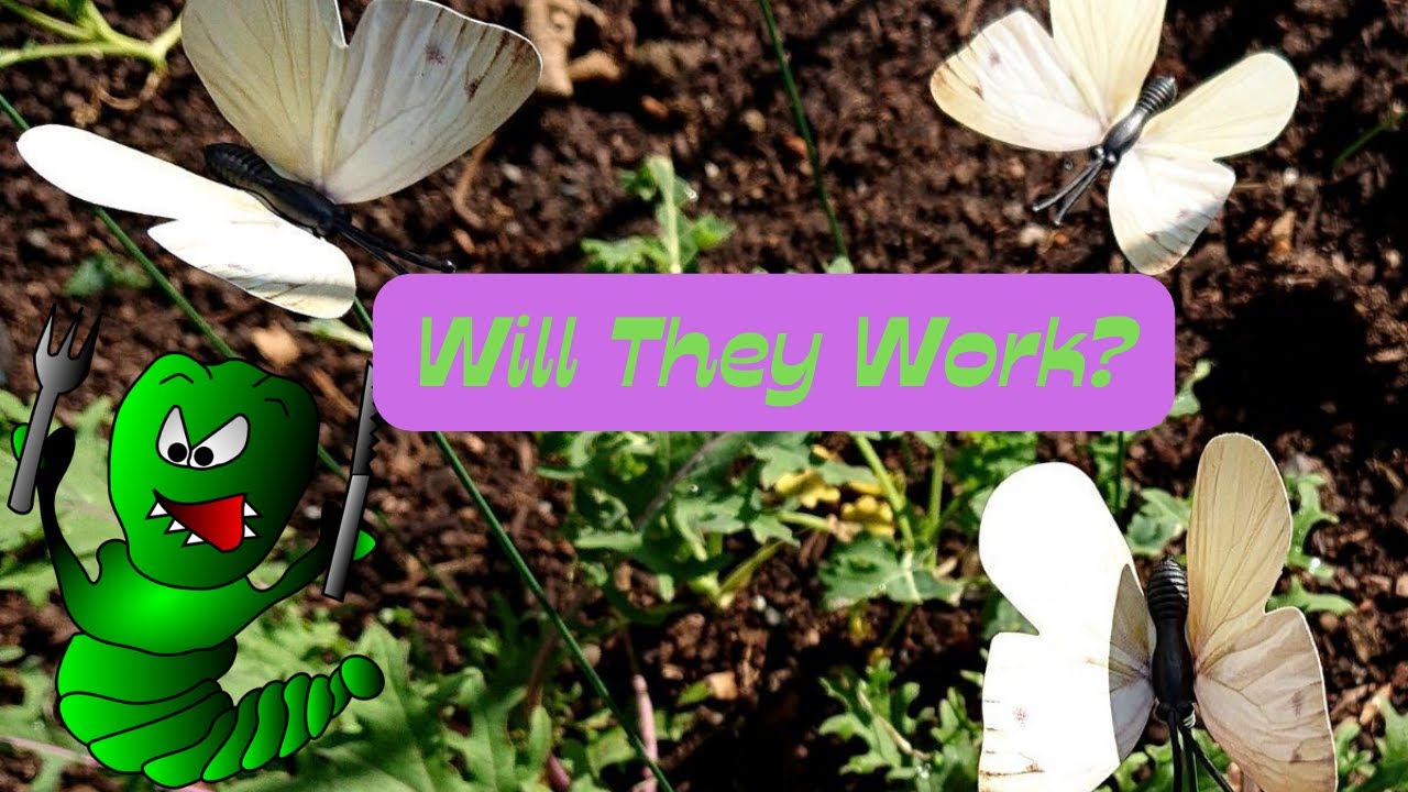 Cabbage Moth Decoys. Do They Work?