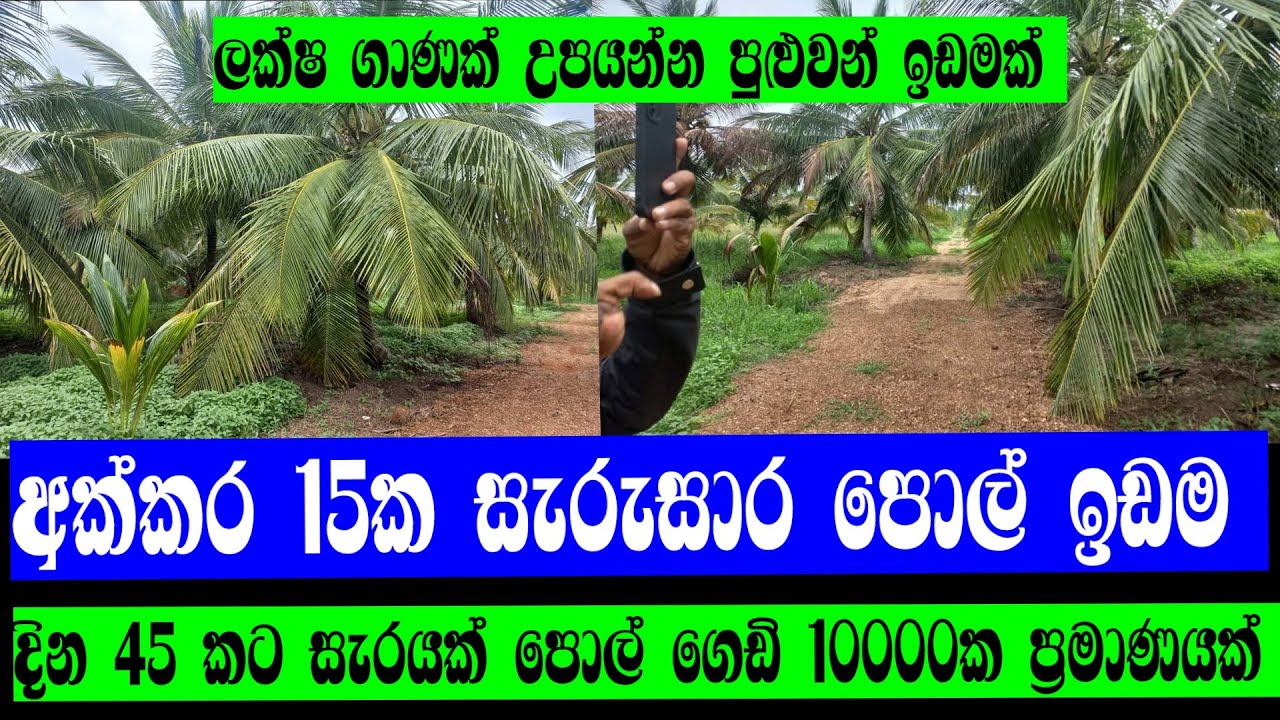 15 acres of coconut land for sale in Puttalam district, Sri Lanka. | Video 420
