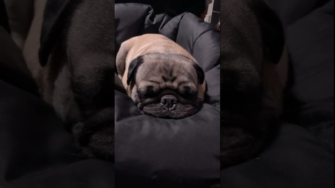 Ultimate Puppy Pug Bean Bag Adventure!