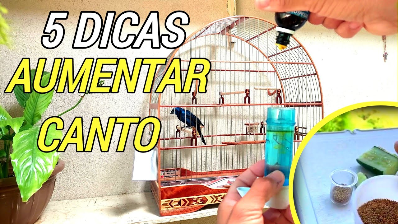 5 COISAS PODEROSAS PRA AUMENTAR CANTO DO AZUL&Atilde;O