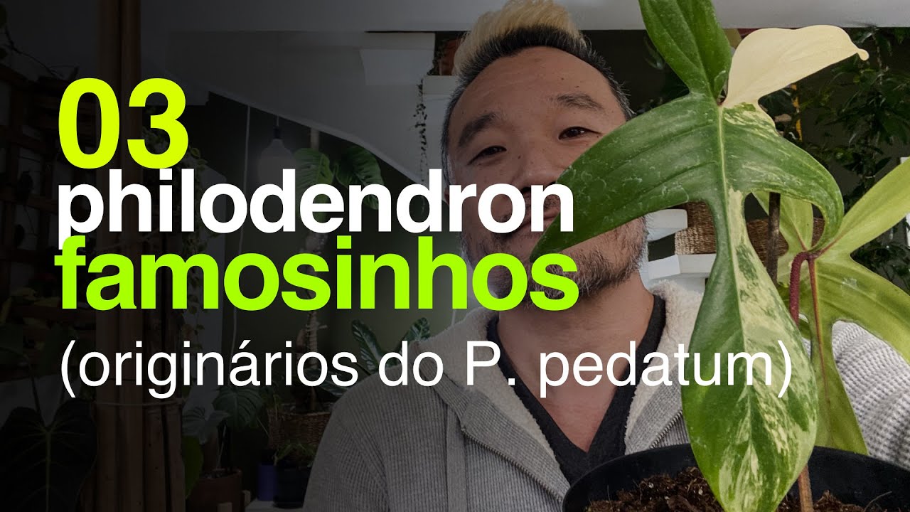3 Philodendron Famosos Originários do Philodendron pedatum | Jardineiros Urbanos por Flay