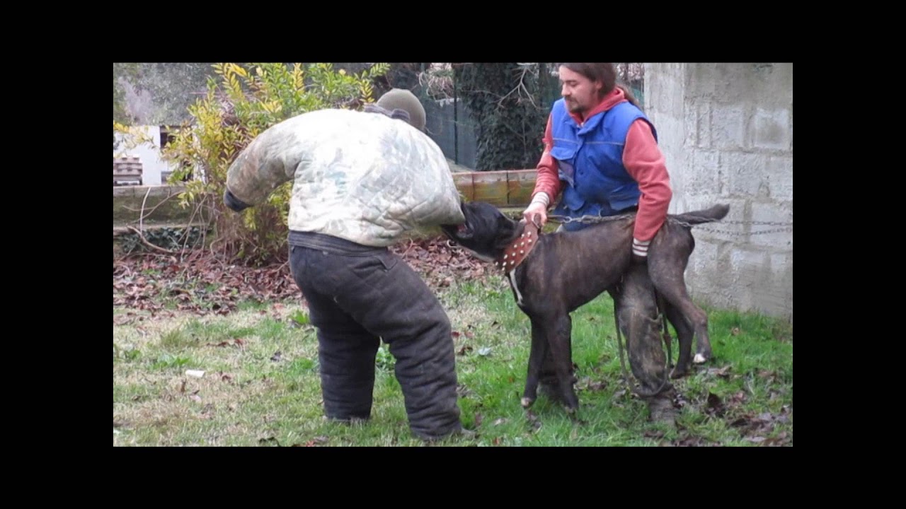 Cani Corso rustici a lavoro (Nel Frentano).