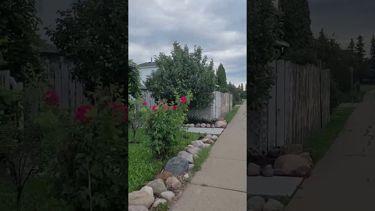 Walking In West of Edmonton Neighborhood Summer Time