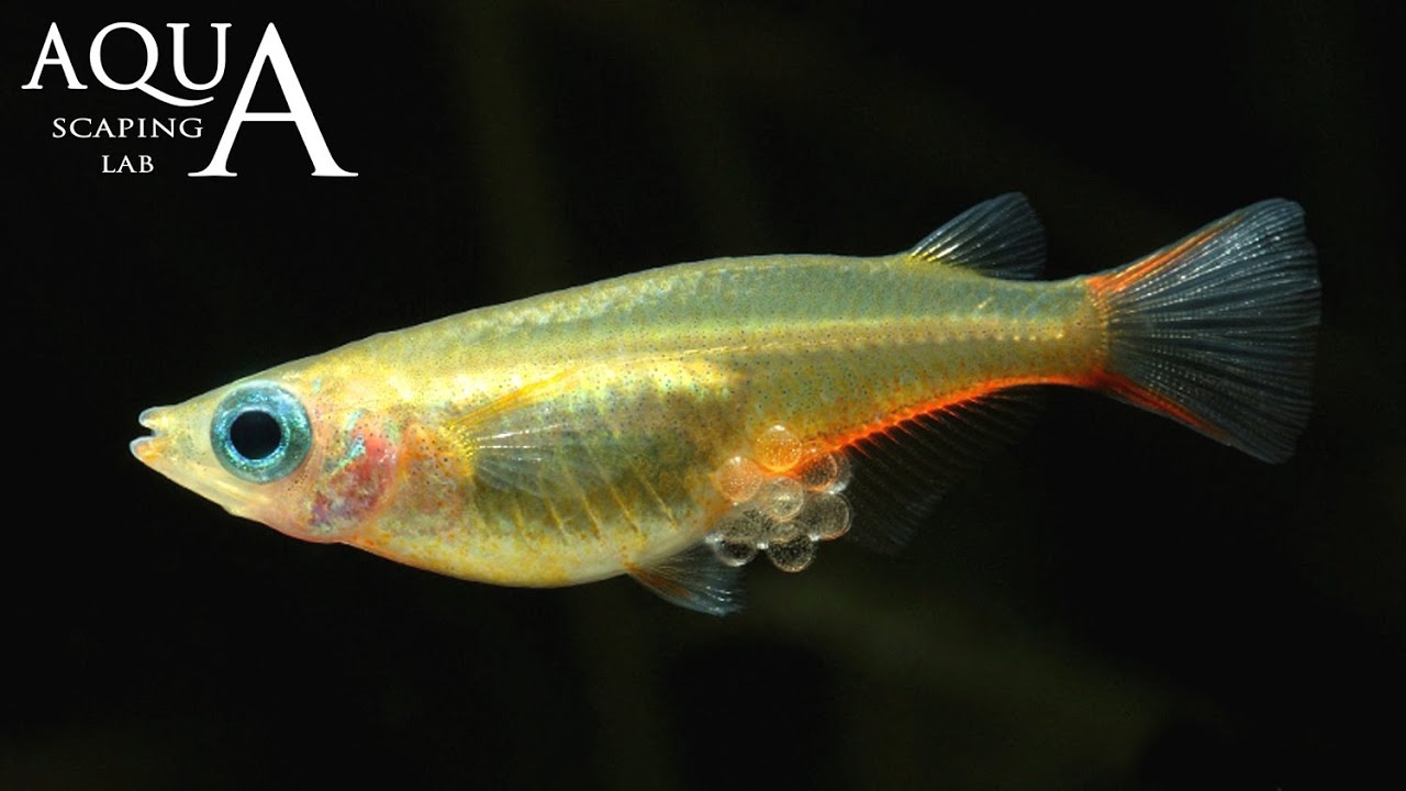 Aquascaping Lab - Medaka Oryzias Latipes Japanese rice fish description / Pesce del riso descrizione