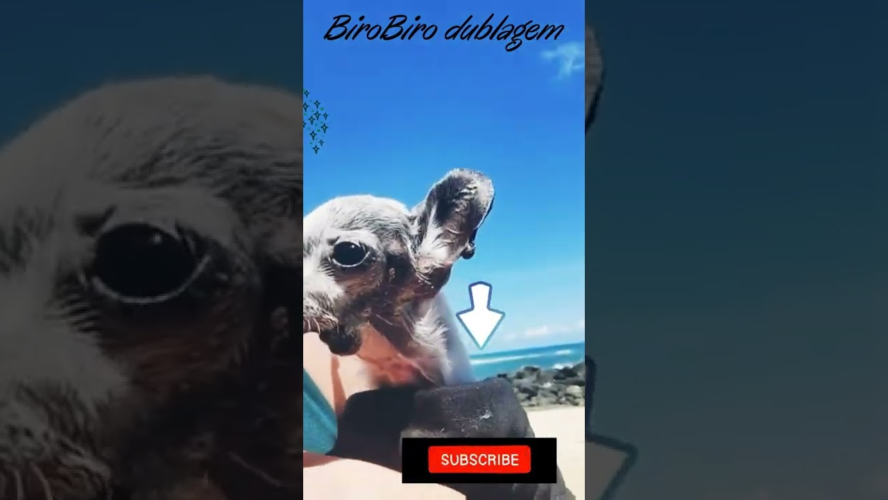 cachorro idoso muito engra&ccedil;ado dublado#shorts