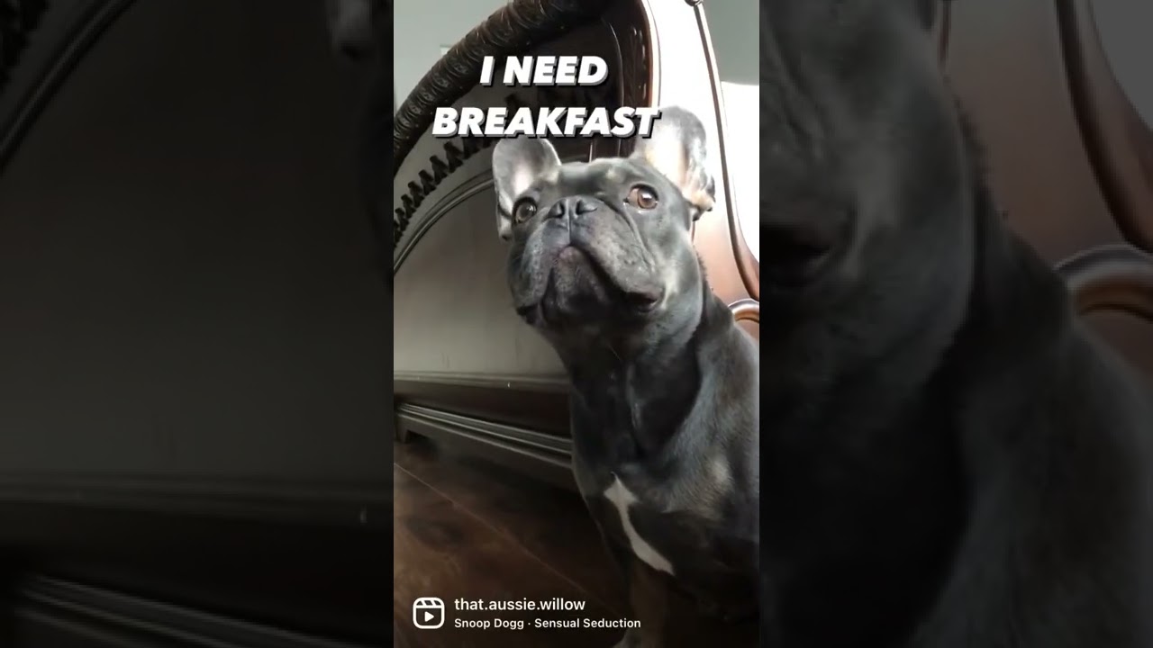 He was hungry 😳 | cute funny Australian Shepherd French bulldog