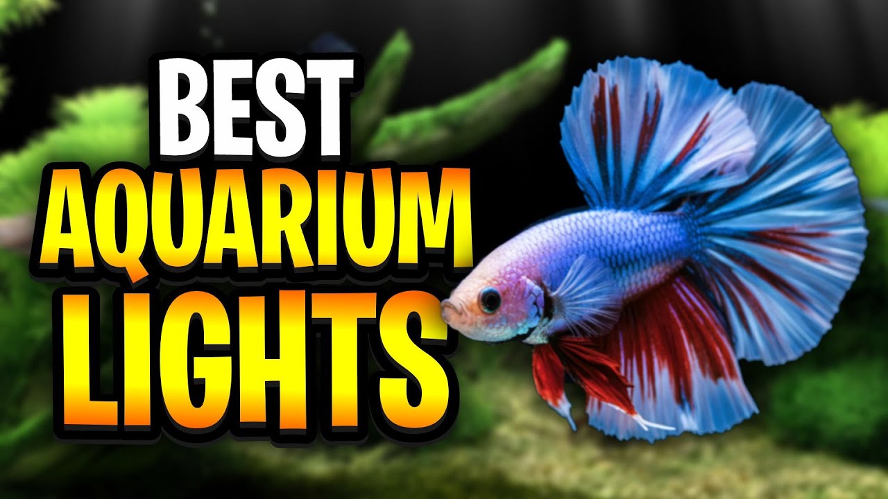 The Best Low-Tech Planted Aquarium Lights For 2026!