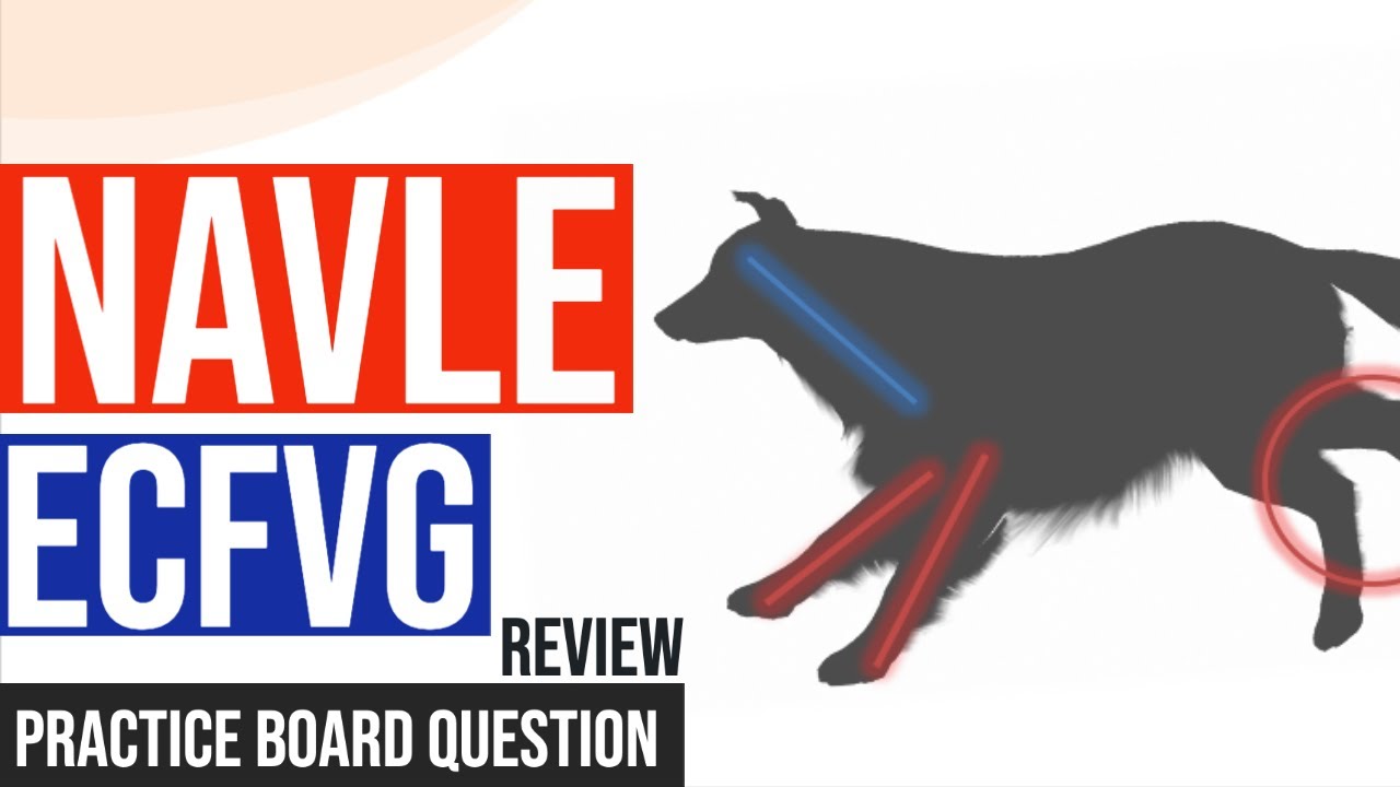 NAVLE/BCSE Review: Schiff-Sherrington Syndrome