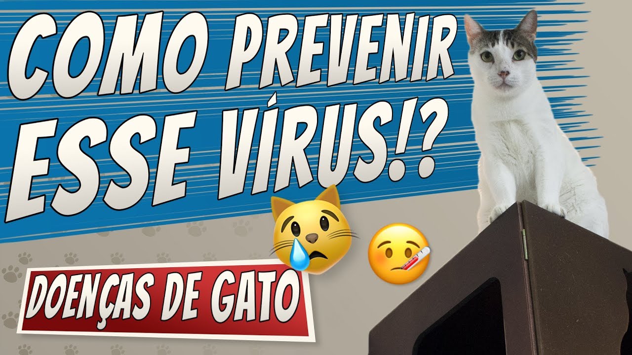 Calicivirose - Sintomas, Diagnóstico e Prevenção | Doenças de Gato