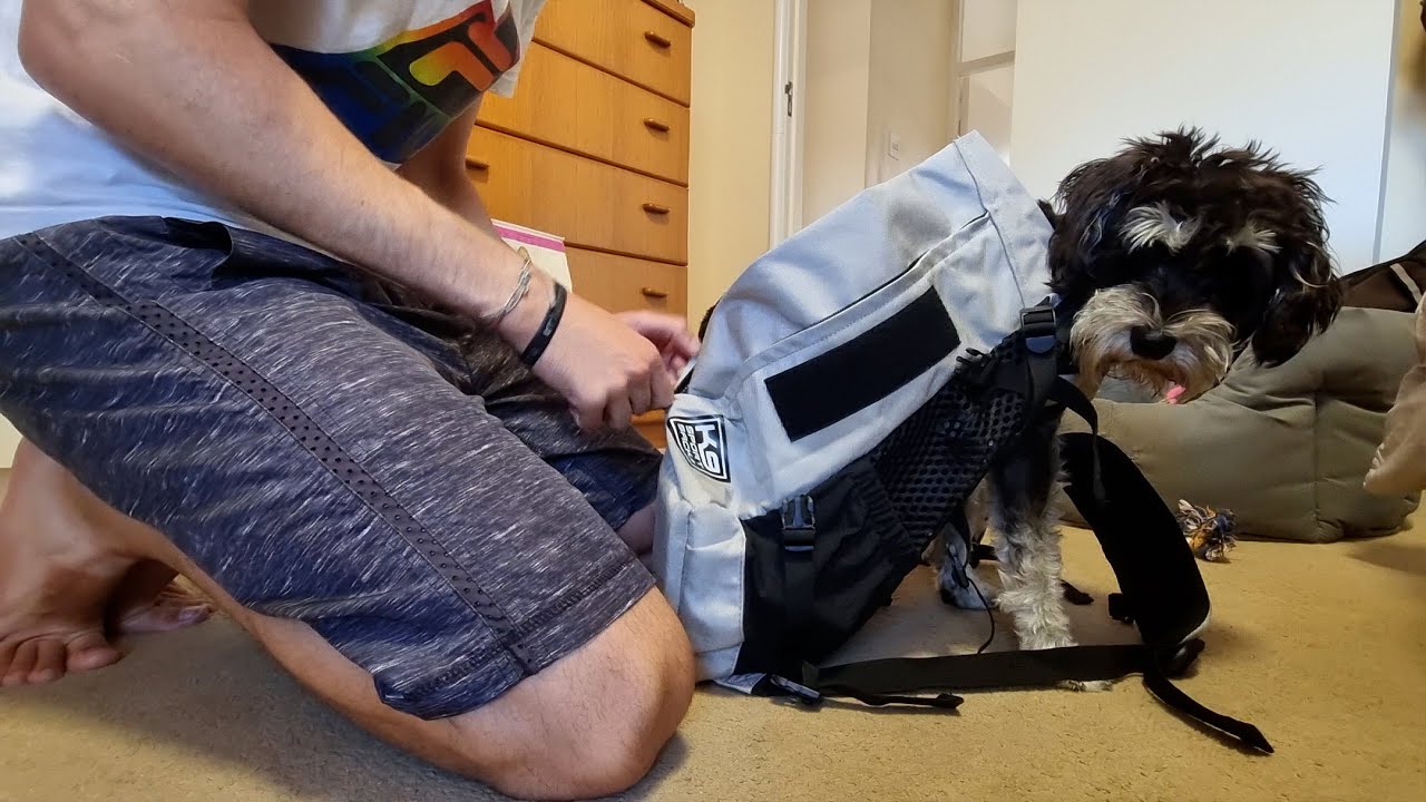 Miniature Schnauzer Tries K9 Sport Sack