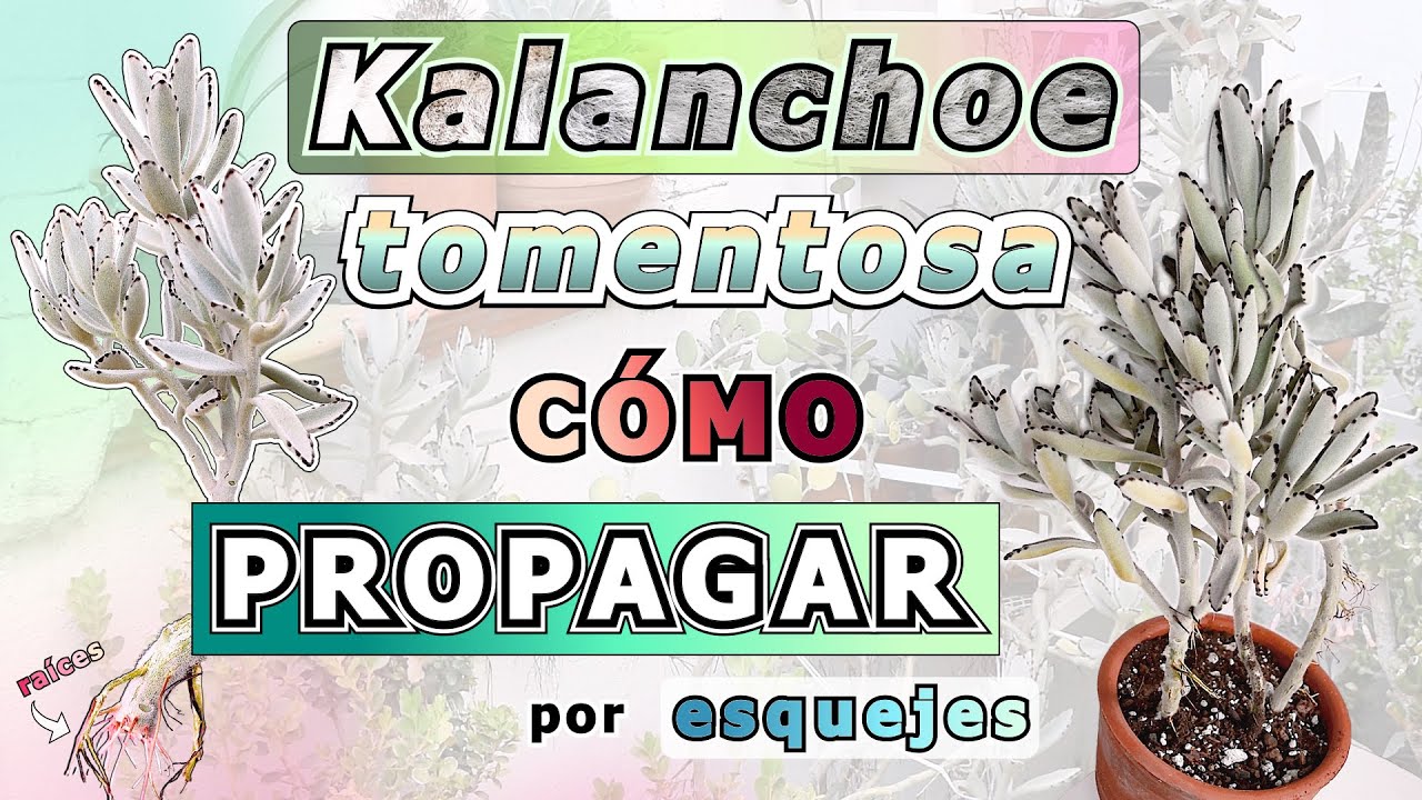PROPAGAR KALANCHOE tomentosa - Oreja de CONEJO 🐇| PODA - Reproducir ESQUEJE | #kalanchoe #kalanchoes
