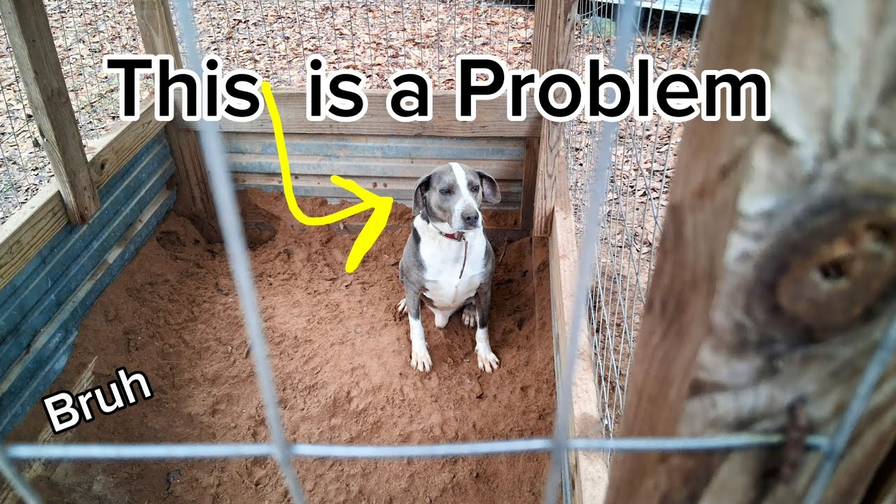 (He Got Stuck!) Taming my Dog Ozzie/part4