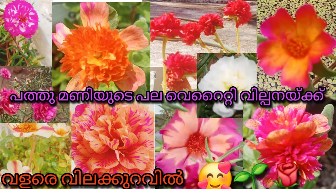 പല വെറൈറ്റി പത്തുമണികൾ വളരെ വിലകുറച്ചുനിൽക്കുന്നു 🥰👌