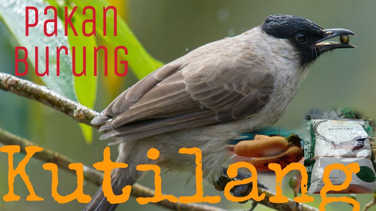 Makanan Burung Kutilang