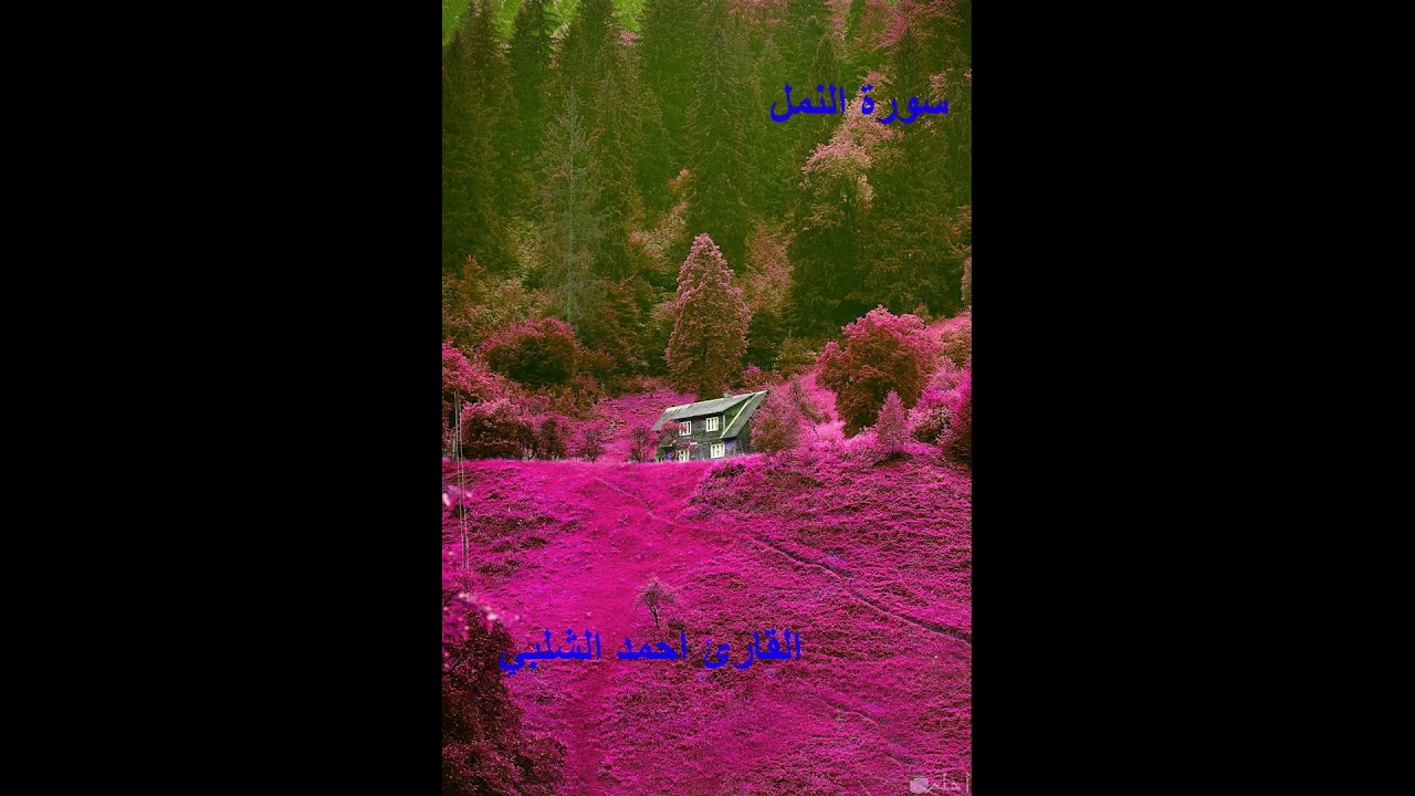 سورة النمل للقارئ احمد الشلبي