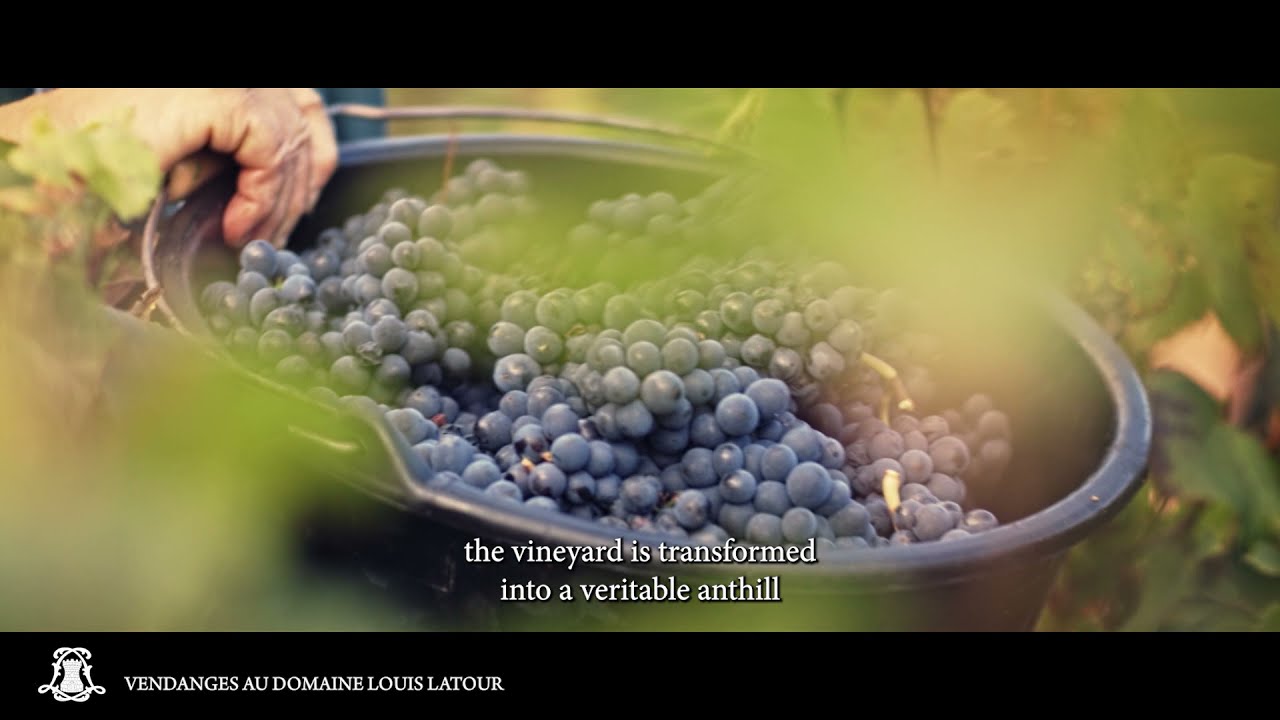 Episode 5: Les vendanges au Domaine Louis Latour