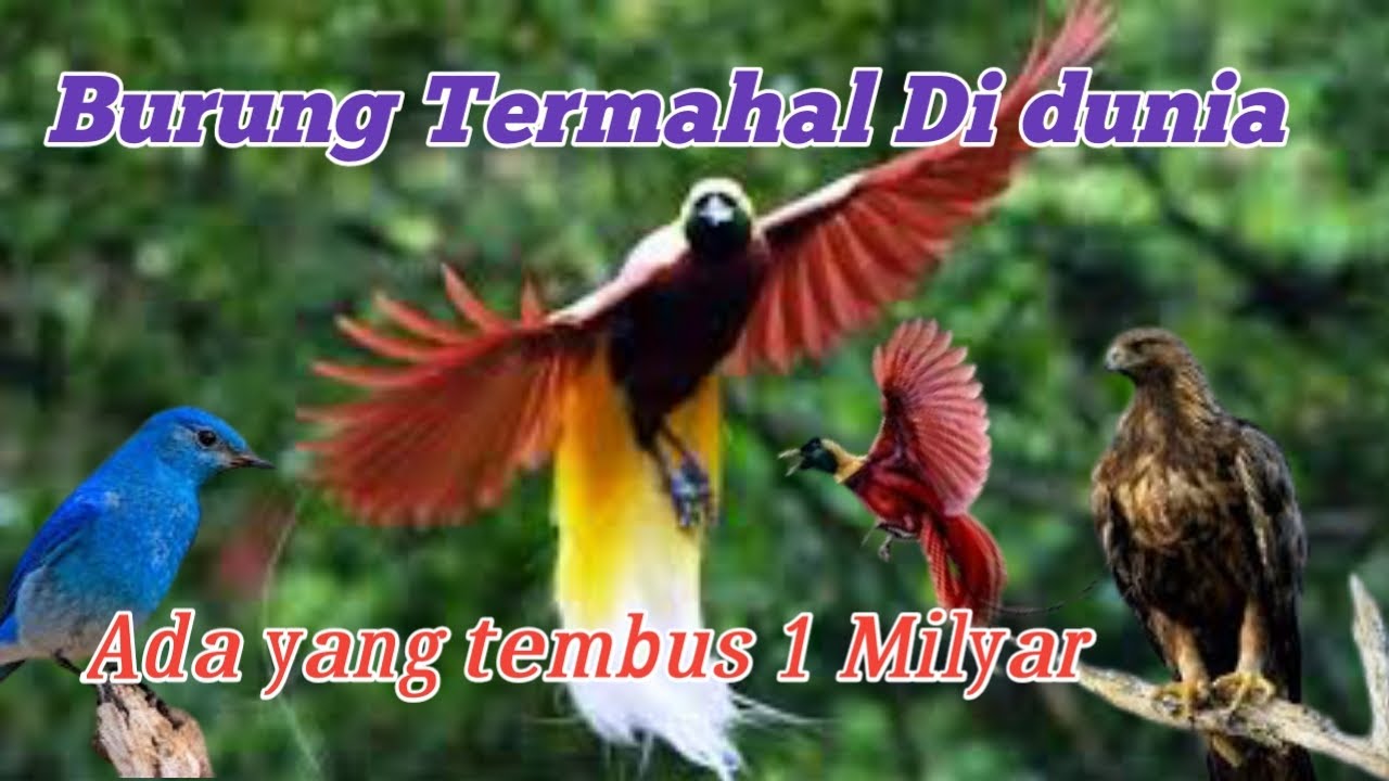 10 Burung termahal di dunia