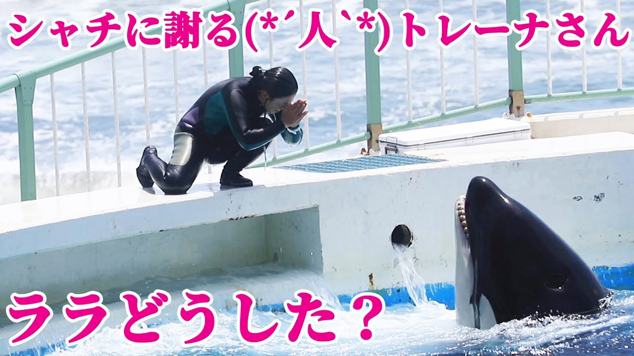 シャチに謝るトレーナーさん!!ララ「ゴメンねぇ🙏」 鴨川シーワールド シャチショー KamogawaSeaWorld  orca killerwhale