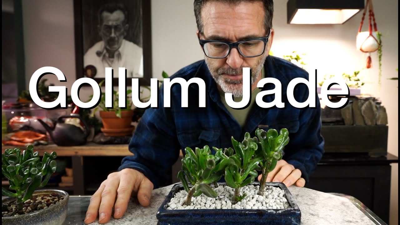 E284 Gollum Jade Cuttings