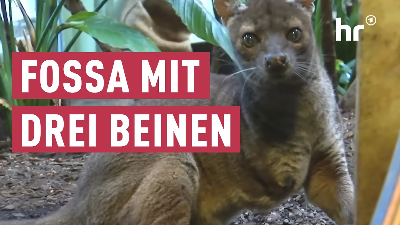 Neues Fossa-Weibchen im Frankfurter Zoo | maintower