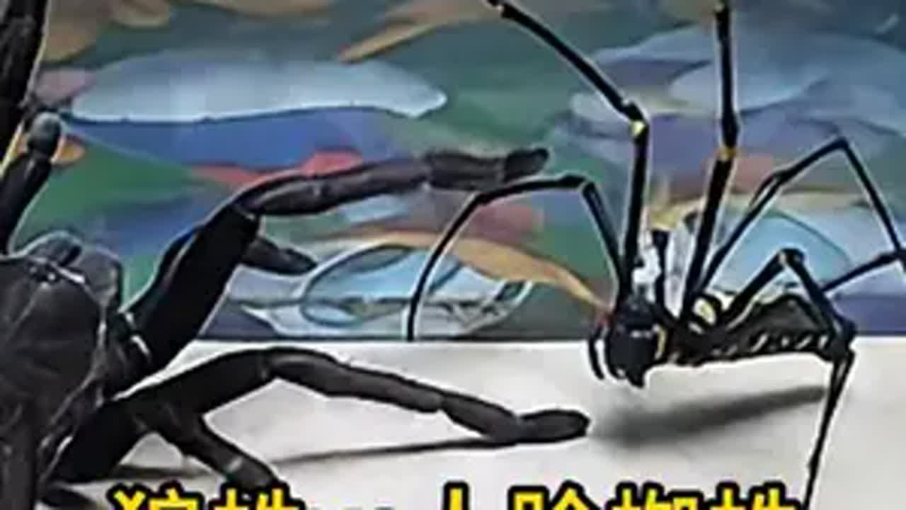 狼蛛vs人脸蜘蛛 动物世界解说动物大战狼蛛人脸蜘蛛狼蛛vs人脸蜘蛛