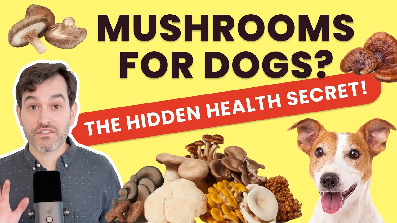 Medicinal Dog Mushrooms | Can Dogs Have Mushrooms?