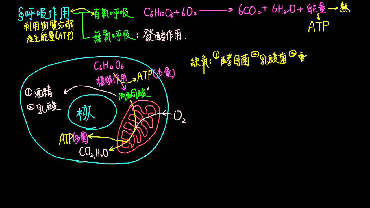 1-4觀念06呼吸作用與發酵作用