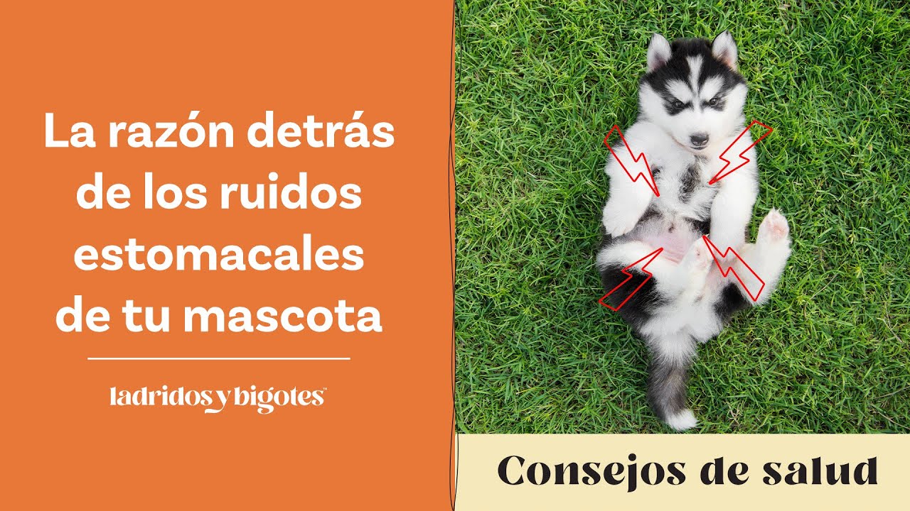 La razón detrás de los ruidos estomacales de tu mascota