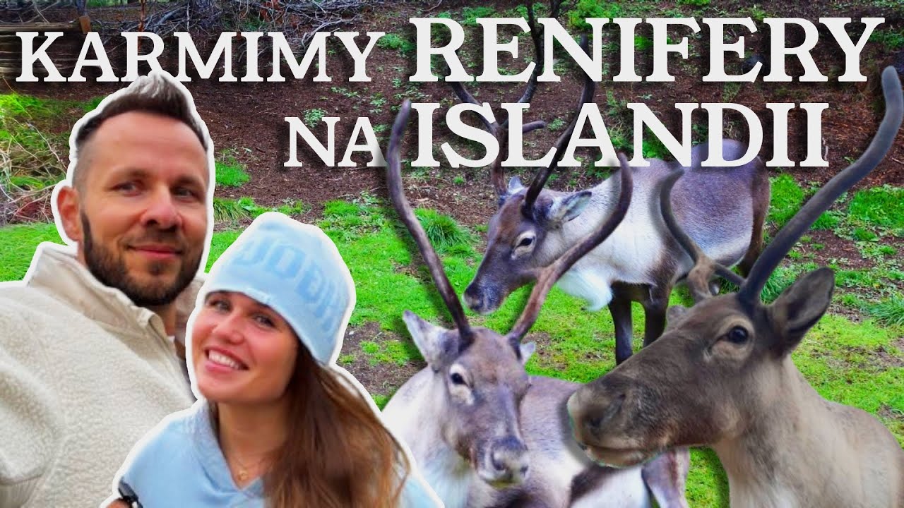 Karmimy Renifery na Islandii - Fiordy wschodnie