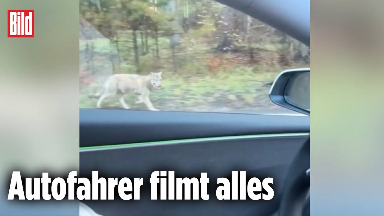 Wolf jagt Radler über Landstraße