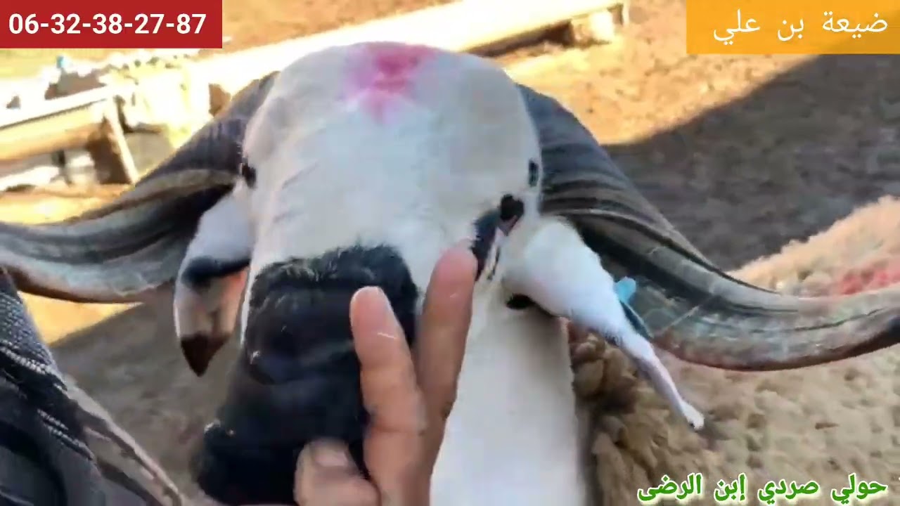 الجديد 7 حوالا من سوق البروج إقليم سطات فرجة ممتعة ❤️🇲🇦🏕🤝