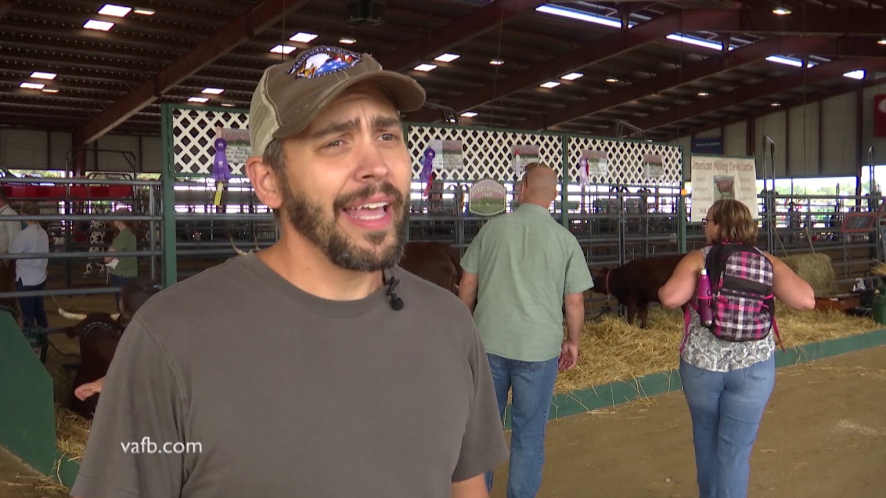 Devon Cattle Show in Virginia