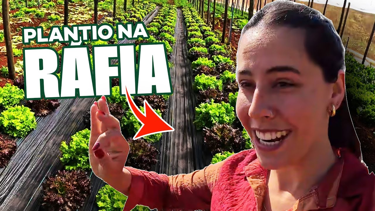 Resultado do plantio EXPERIMENTAL na r&aacute;fia de solo