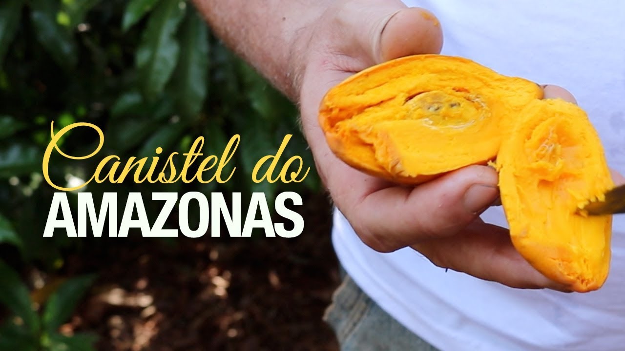 O raro Canistel do Amazonas - Fruta nativa