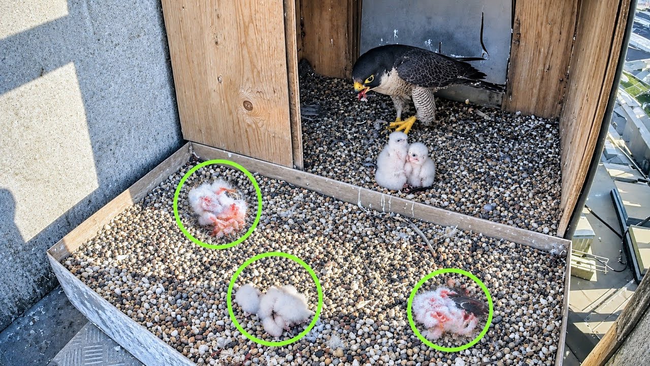 baby kecil falcon terlempar
