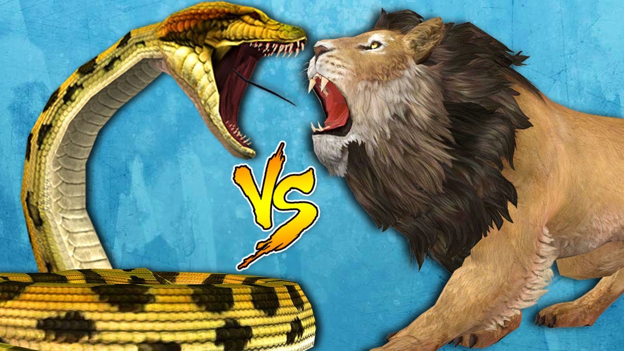 Lion Vs Python | Lion Catches Great Python | Extremely Dangerous Animals Fight In Jungle