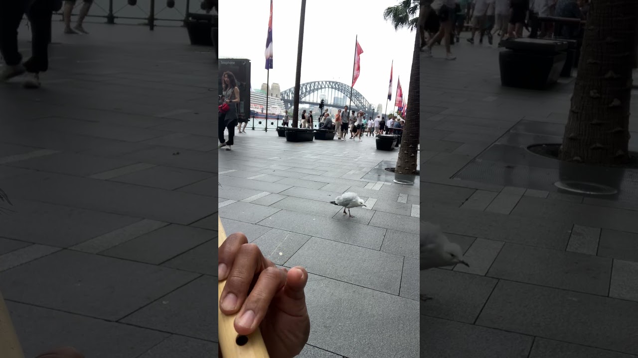 #seagull #birds #bambooflutemusic #harbourbridge #sydney