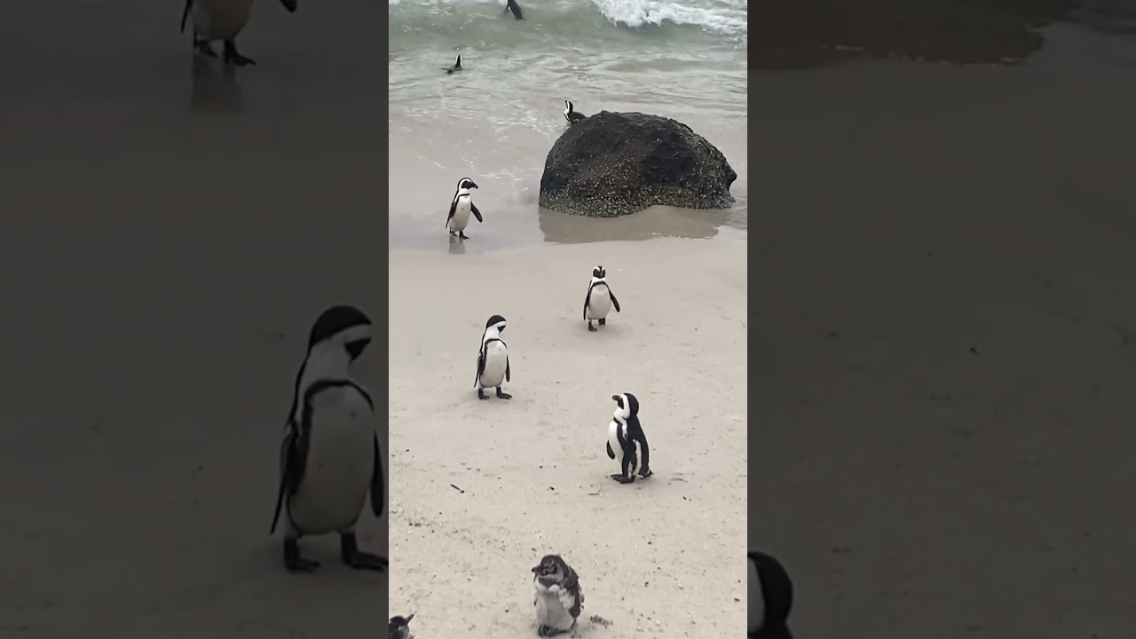 African Penguins in Cape Town #southafrica #penguin #africa #wildlife #cuteanimals #sealife