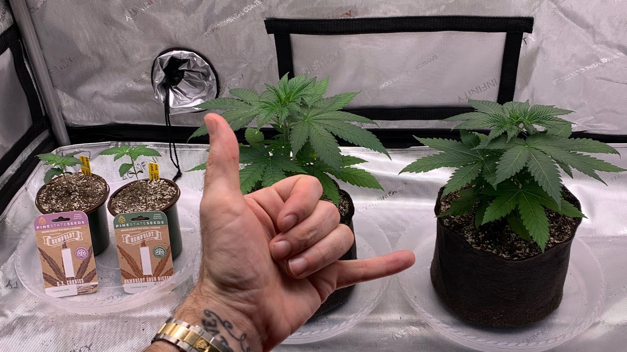 Blueberry Pancakes grow Part 4