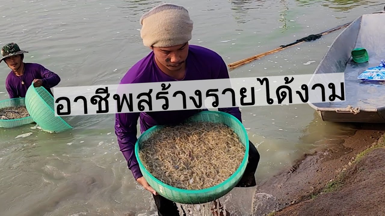 อาชีพสร้างรายได้งาม จากหัวหน้างานถูกเลิกจ้างมาขายตลาดนัด ซื้อรถ10คัน| เอิร์ธสดชื่นสร้างอาชีพ กุ้งฝอย