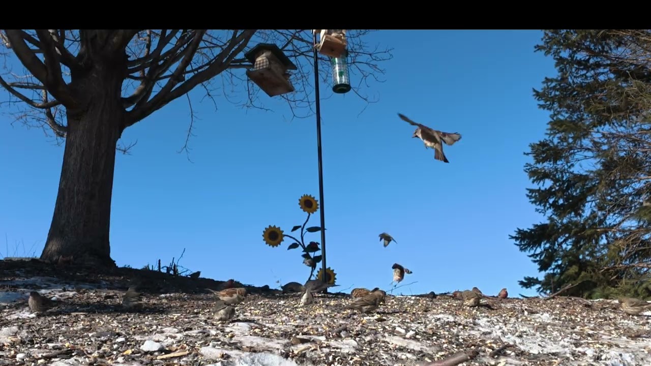 Birdwatching in Northern Illinois